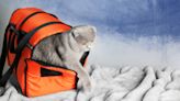 Scottish Fold Cats Are Such Jetsetters They Even Get 'iPad Time' on the Plane