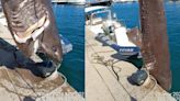 Hallan en Altea uno de los tiburones más grandes del Mediterráneo