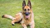 Best Guard Dogs for Families — Vets Reveal the Top Lovable and Loyal Breeds