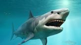 Huge ancient megalodon shark ‘ate sperm whales’, new research shows