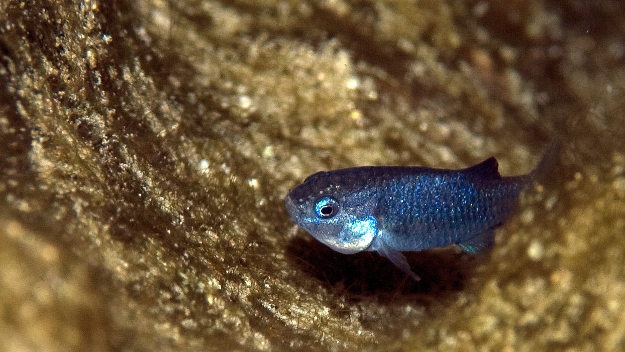 How rare Devils Hole pupfish populations came back to life in Death Valley