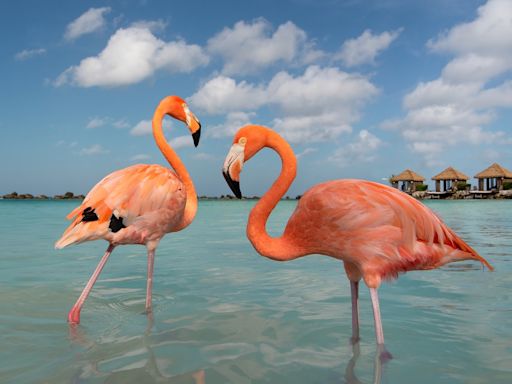 Frisky Flamingo Interrupts Outdoor Yoga Class and Won’t Leave One Man Alone