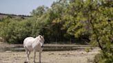 Devastating wildfires and false autumn put UK wildlife in ‘uncharted territory’