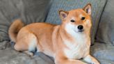 Why Shiba Inu Was Falling Today