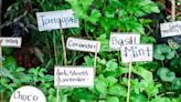 Planning to Start an Herb Garden? Read These Simple Tips First