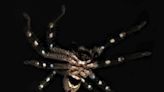 Descubren tres especies de arañas inocuas en la región alpina de Australia
