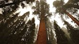 The world's largest tree is doing OK — for now