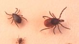 What is Powassan virus?