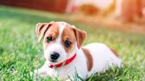 Woman's Story of Adopting Jack Russell Puppy on a Whim Has People Delighted