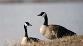 Annual Canada goose management program in Okanagan reaches halfway mark - Okanagan | Globalnews.ca