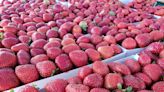 Strawberry Festival to attract thousands to downtown Vista on Sunday