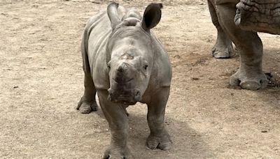 Indianapolis Zoo announces name of white rhino calf