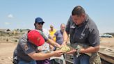 Cocodrilo se mete hasta el patio de una casa en Sinaloa