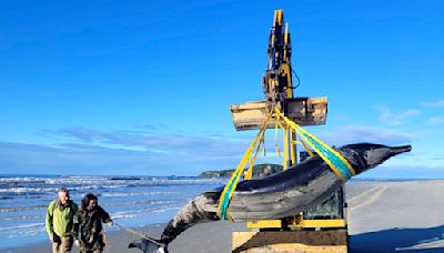 World’s rarest whale may have washed up on New Zealand beach, possibly shedding clues on species - The Morning Sun