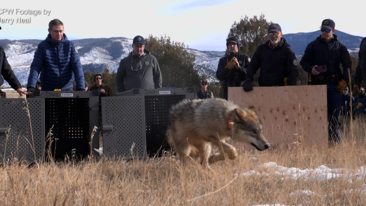 It's not if, but when, wolves will return to Rocky Mountain National Park