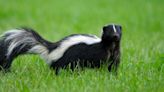 How to get rid of a skunk — 7 ways to keep them off your yard