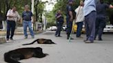 Ola de calor, implacable con monos aulladores; mueren ejemplares ahora en Veracruz