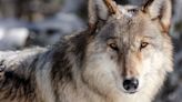Colorado's Wolf Experiment Will Put Doomsday Fears To The Test