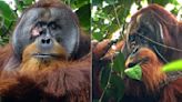 Orangutan is first wild animal seen treating injury with medicinal plant, scientists say