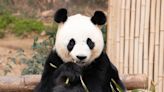 San Diego Zoo Announces Their Pandas’ Public Debut Date and It’s Right Around the Corner