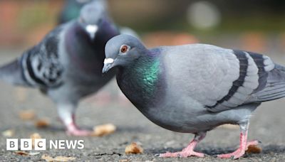 Southend suspicious pigeon deaths being investigated by RSPCA