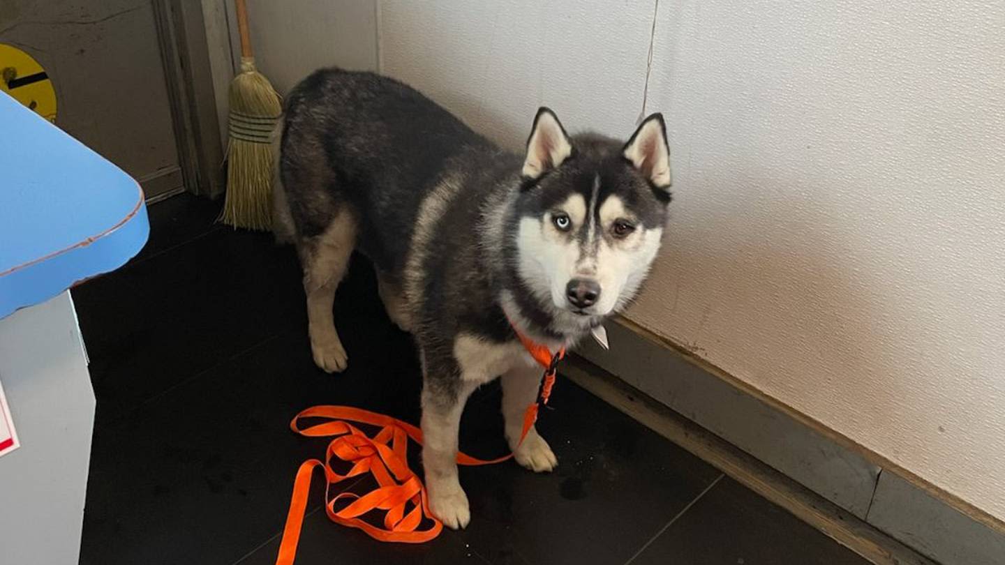 Abandoned Washington ferry pup taken in by employee