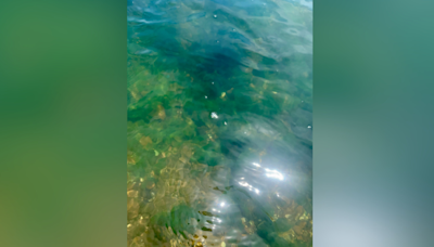 Paws off! Algae mats found in Potomac River around Williamsport