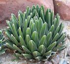 Agave victoriae-reginae