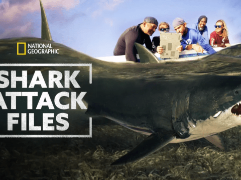 Shark Attack Files Season 1 Streaming: Watch & Stream Online via Disney Plus