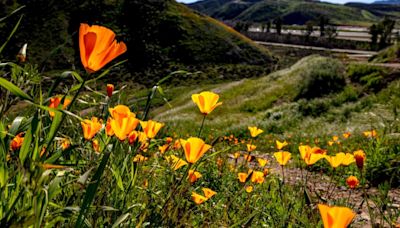 Did California really have a ‘super bloom’ this spring? An expert weighs in