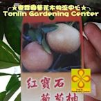 ╭☆東霖園藝☆╮水果苗( 紅寶石葡萄柚) 葡萄柚----果肉鮮紅汁多