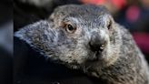 Punxsutawney Phil and his wife, Phyllis, welcome 2 baby groundhogs