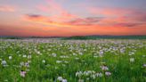 From Our Farm At Sinking Creek All The Way To Mongolia: How Grassland Restoration Is Reversing A Disappearing Habitat