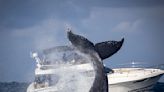 Incredible Footage of Whale 'Toppling' Boat in New England Is Legitimately Almost Unbelievable