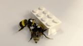 Lego-pushing bumblebees reveal insect collaboration dynamics