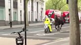 Caos en el centro de Londres: cuatro heridos tras escaparse varios caballos