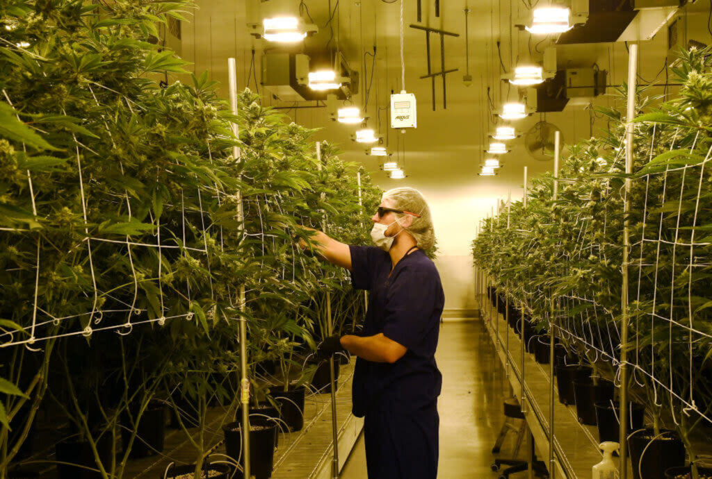 Biden administration to greatly ease marijuana regulations; here’s how NH would be affected