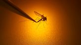 Mosquitos carrying West Nile Virus found in Los Angeles County