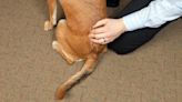A Complete Guide to Chiropractic Care for Dogs