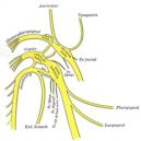 Glossopharyngeal nerve