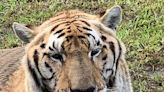 'Nero enjoyed his life': Siberian tiger dies at big cat sanctuary Catty Shack Ranch