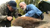 Jerky-like skin of a 52,000-year-old woolly mammoth could change what we know about ancient DNA | CBC Radio