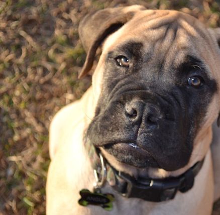 union valley bullmastiffs