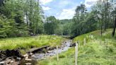 Allegheny National Forest announces 300 newly planted trees