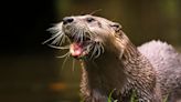 Florida Man, 74, Bitten By Rabid River Otter 41 Times In Brutal Attack