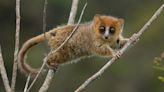 Extinctions ‘may threaten Madagascar’s biodiversity for 23 million years’