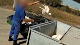 Secret footage reveals chickens collapsing ‘in agony’ at farms supplying ‘ethical’ supermarket Co-op