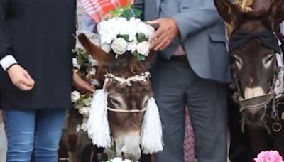 VIDEO: ¿Ellos ya y tú? Burros contraen nupcias en su día; boda se hace viral