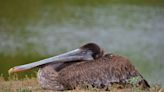 Sick pelicans flooding California wildlife care center after mysterious ‘mass-stranding’ event