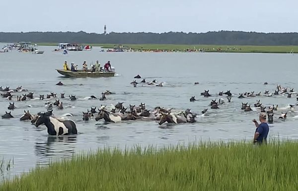 Thousands watch Chincoteague wild ponies complete 99th annual swim in Virginia - WTOP News